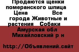 Продаются щенки померанского шпица › Цена ­ 45 000 - Все города Животные и растения » Собаки   . Амурская обл.,Михайловский р-н